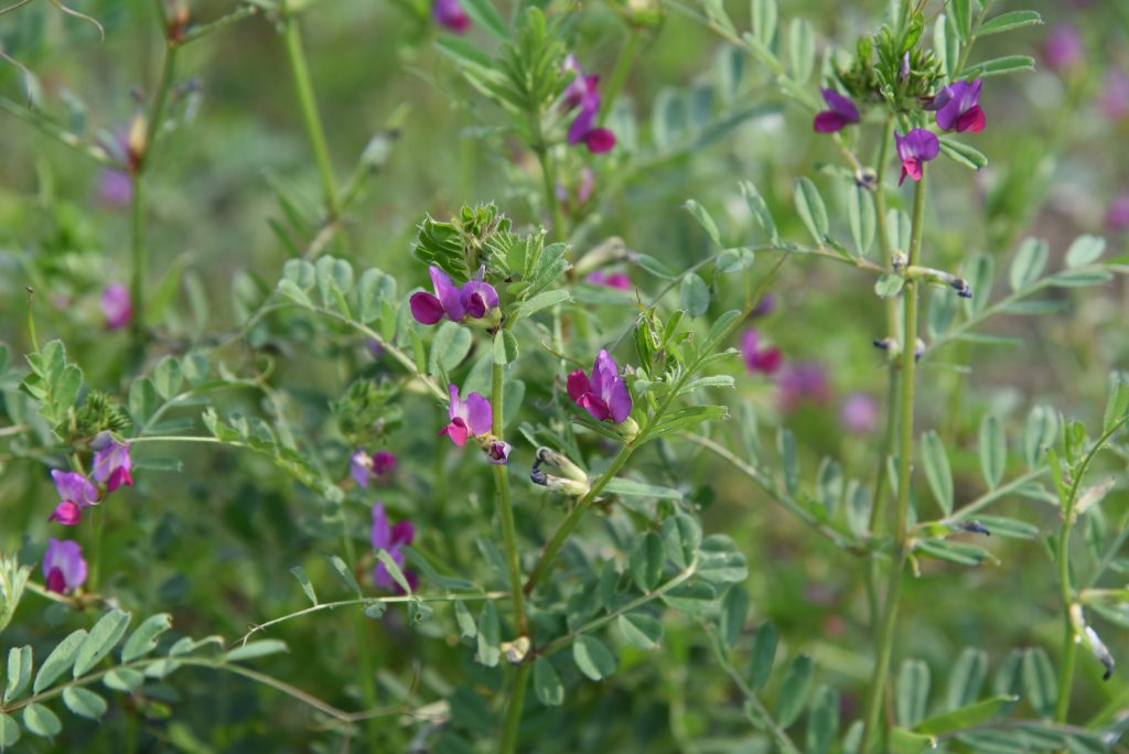 Wickenblüten in der Blütenzeit. Wickenblüten der Landwirtschaft als natürliches Mittel zur Verbesserung des Ackerbodens.