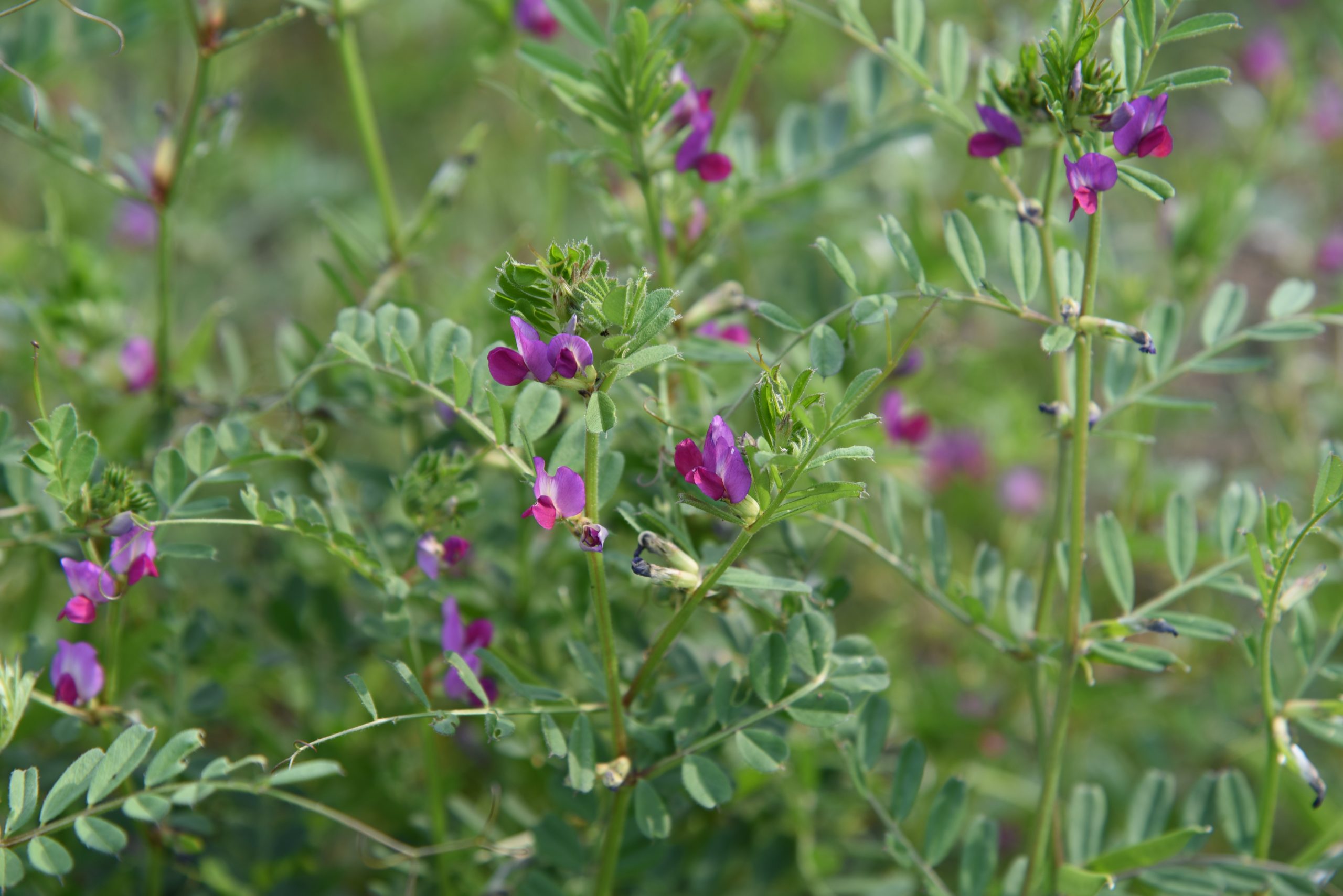 Wickenblüten in der Blütenzeit. Wickenblüten der Landwirtschaft als natürliches Mittel zur Verbesserung des Ackerbodens.