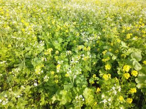 Senf und Ölrettich als Zwischenfrucht und Winterkultur