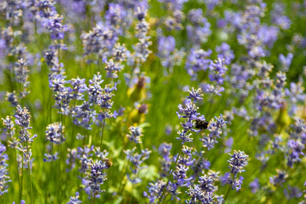 Zwischenfrüchte und Untersaaten in der Nahaufnahme. Bienen nehmen den Nektar. Förderung der Biodiversität.