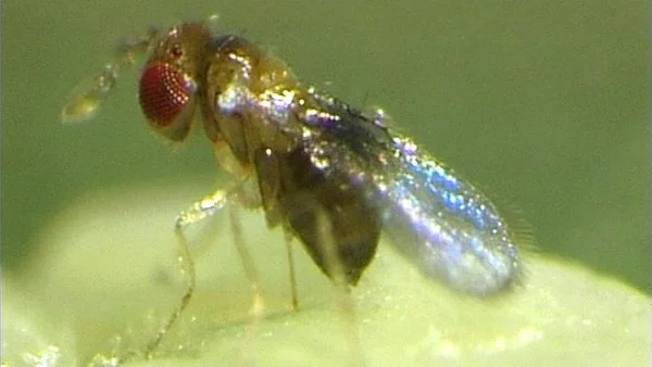 Trichogramma Schlupfwespen als natürliche Schädlingsbekämpfer, Vergleich zu chemischen Methoden