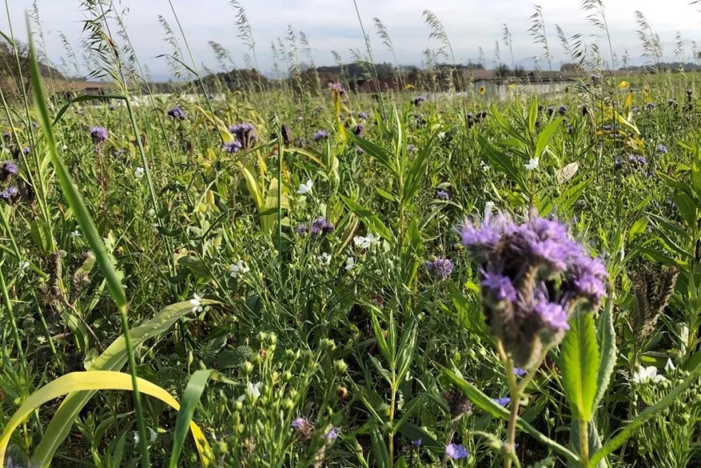 Artenvielfalt durch Zwischenfrüchte: Feld mit Blühstreifen in Hannover, Nachhaltige Landwirtschaft in Niedersachsen