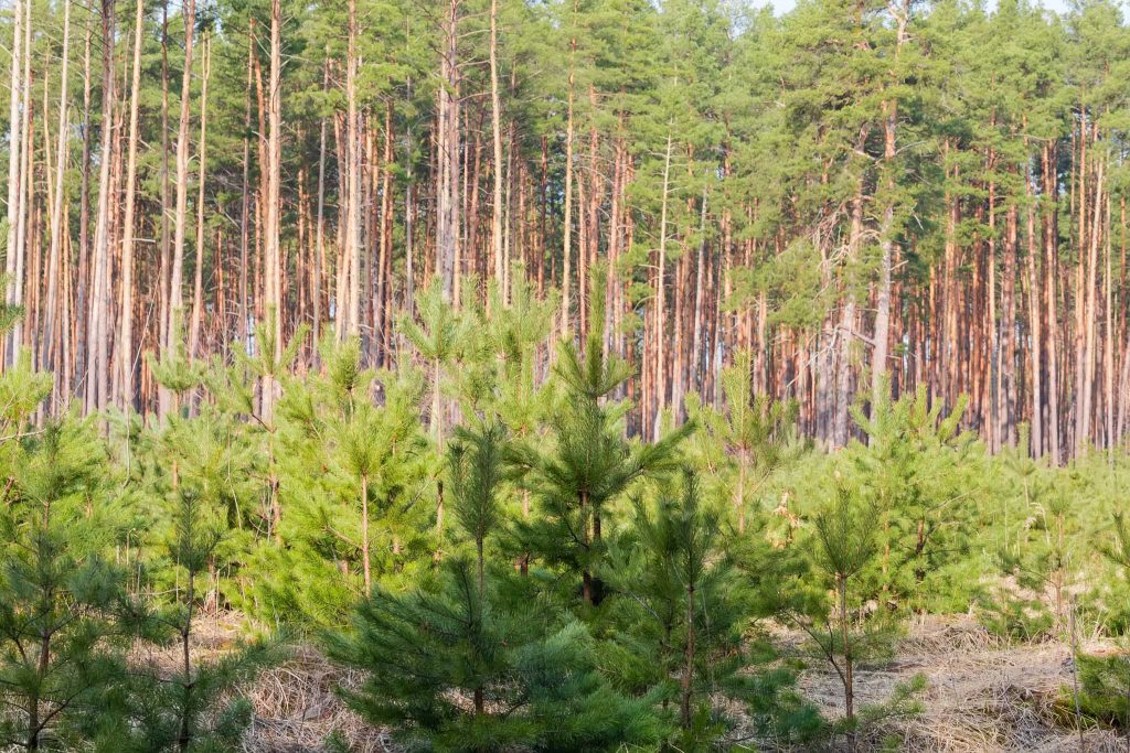 Untersaaten für den zukunftsfähigen Mischwald und Waldaufbau in Hannover