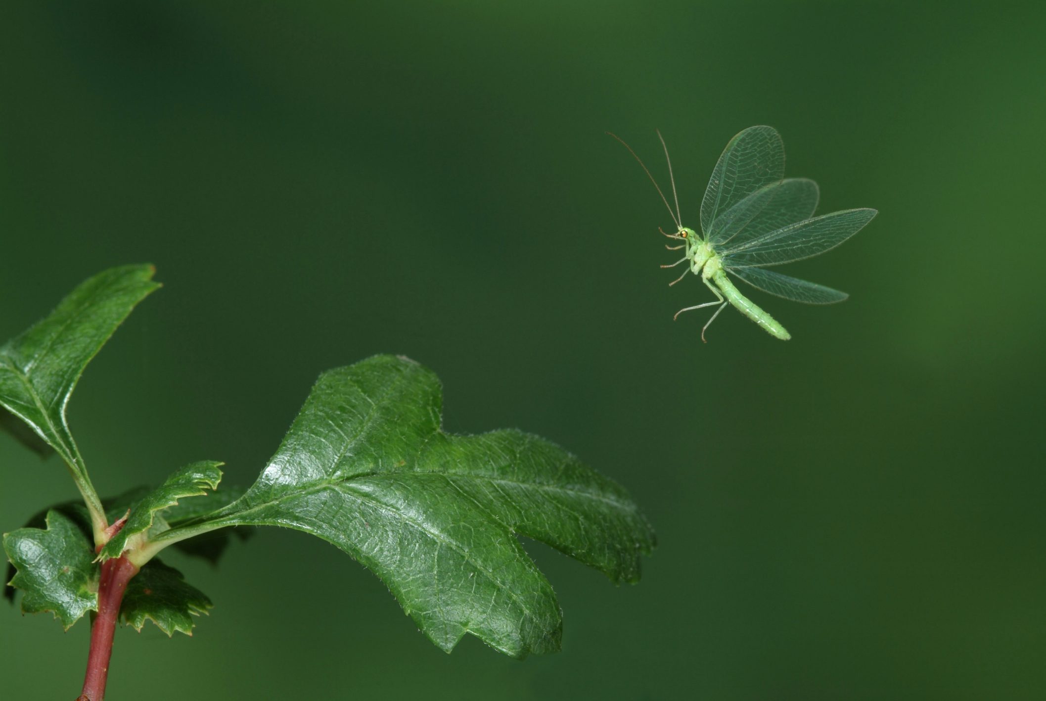 Florfliege im Anflug auf ein Blatt. Nahaufnahme von Nützlingen in der Landwirtschaft.