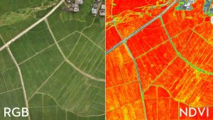 Multispektralanalyse im NDVI Format, verglichen zu einem RGB Bild