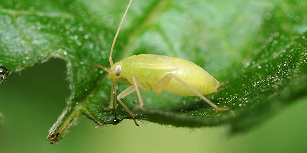 Raubmilbe sitzt auf einem Blatt. Nahaufnahme von Nützlingen in der Landwirtschaft.