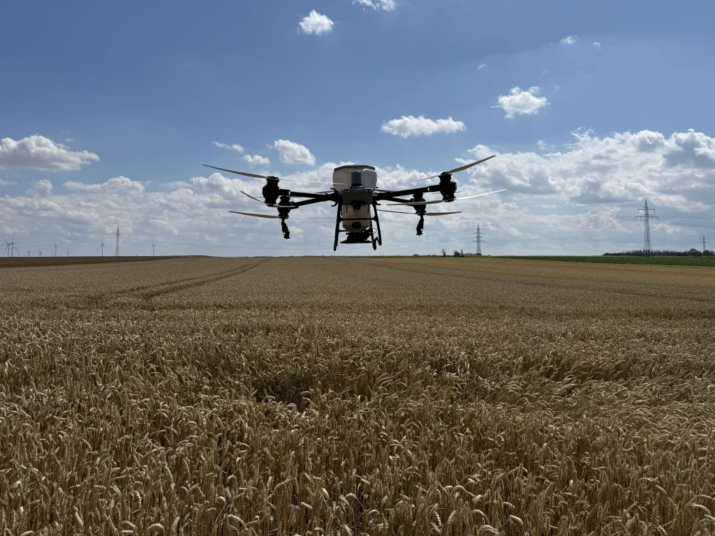 Agradrohne DJI Agras T50 über in der Aussaat über Weizenfeld