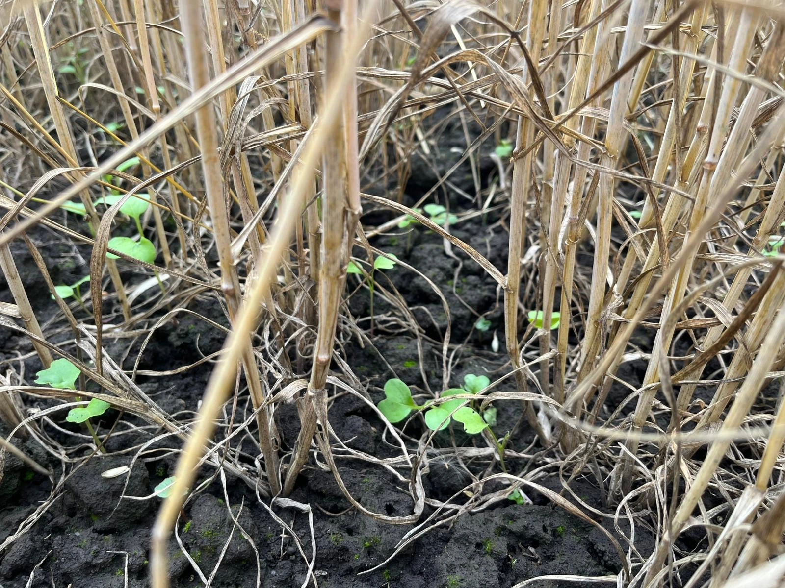 Oelrettich in Weizenbestand mit Drohne ausgebracht