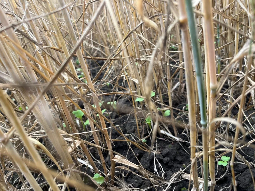 Zwischenfrucht in stehenden Bestand mit Agrardrohne