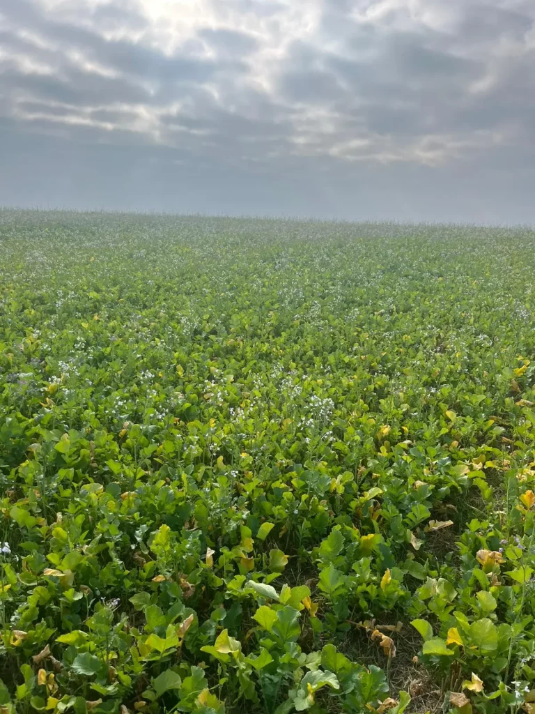 Vierzehn Wochen nach der Aussaat: Dicht gewachsener Ölrettich als Zwischenfrucht bedeckt den Acker vollflächig – ein nahezu perfekter Begrünungserfolg in Norddeutschland.