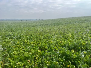 Oerettich in voller Blüte in Niedersachsen