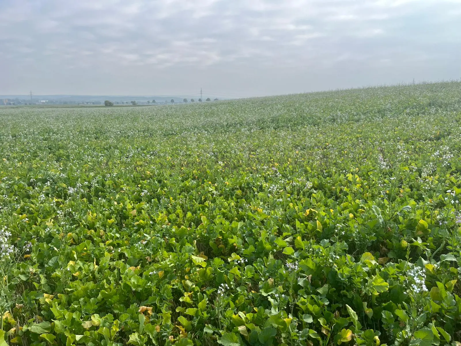Oerettich in voller Blüte in Niedersachsen