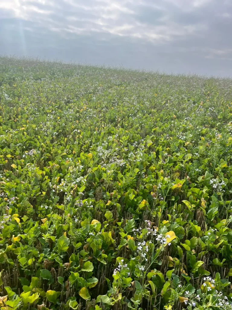 Oelrettich Aussaat Zwischenfrucht in voller Blüte