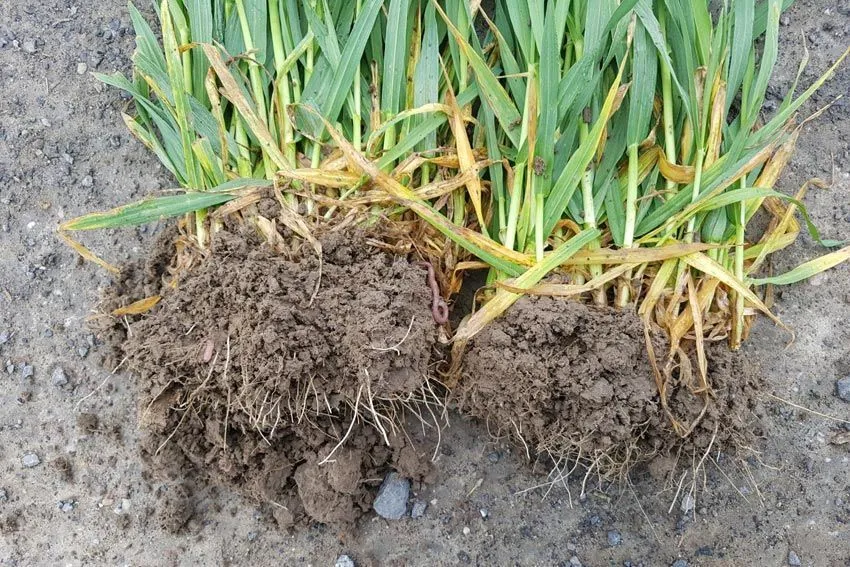 Farmphyto Gerste Wurzeln nach Blattapplikation mit Sprühdrohne